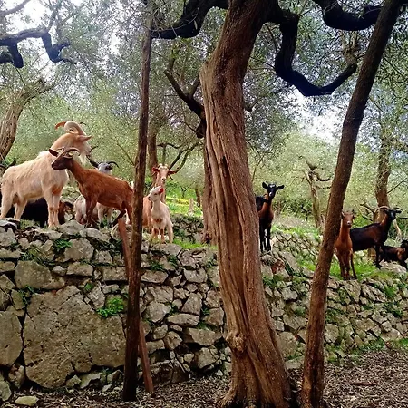 דירה La Selva